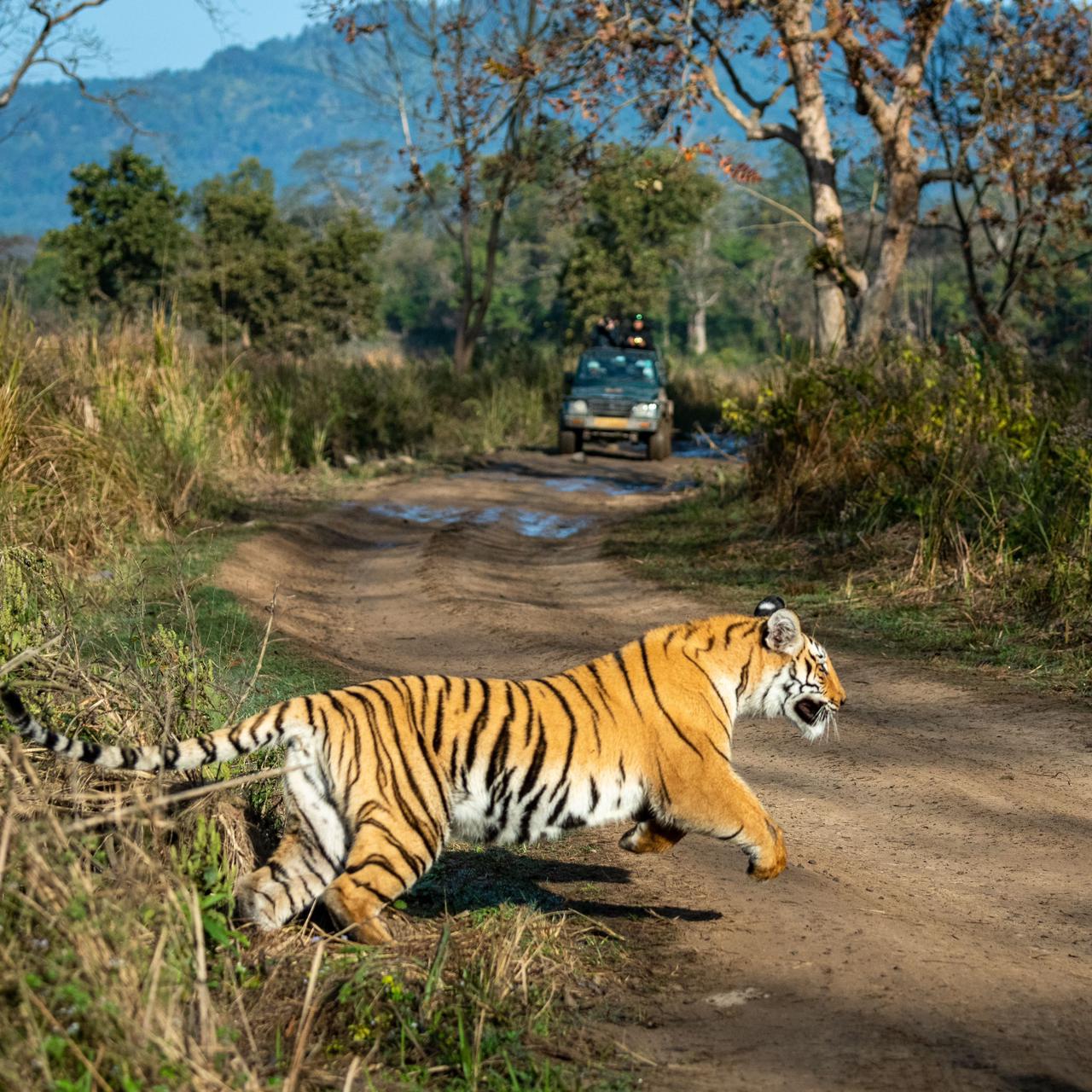 Stargazing in Jim Corbett